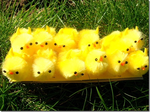 Easter_Chicks